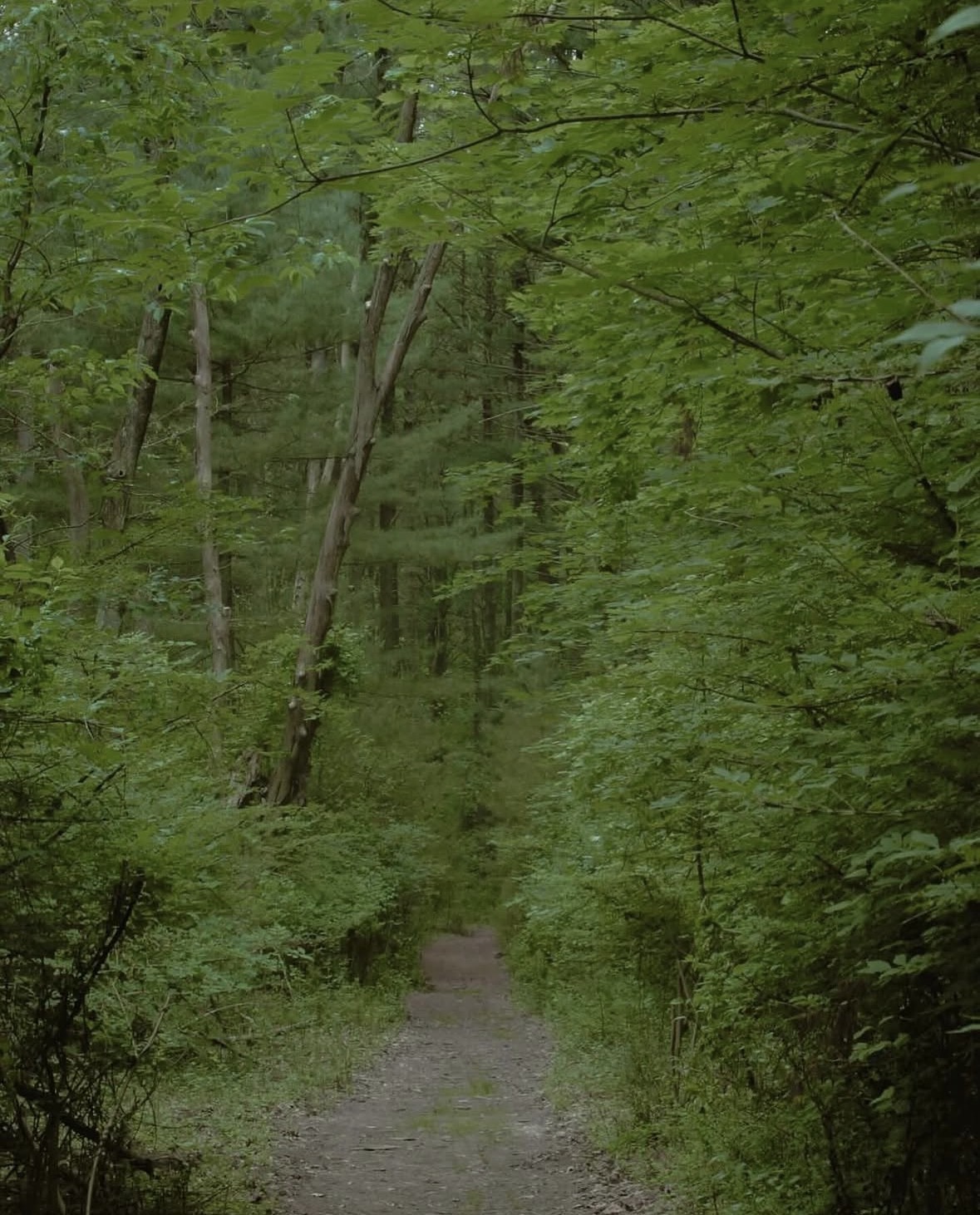 Forest in Goddard Park